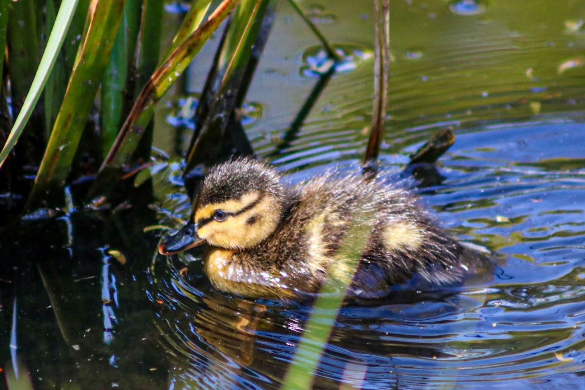 Duckling, Campus West (photo credit: Daniel McMahon)